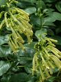 yellow Garden Flowers Cape Fuchsia, Phygelius capensis Photo, cultivation and description, characteristics and growing