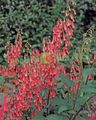 punainen Puutarhakukat Cape Fuksia, Phygelius capensis kuva, muokkaus ja tuntomerkit, ominaisuudet ja viljely