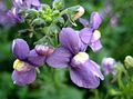 lila Gartenblumen Kap Juwelen, Nemesia Foto, Anbau und Beschreibung, Merkmale und wächst