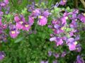 flieder Gartenblumen Kap Juwelen, Nemesia Foto, Anbau und Beschreibung, Merkmale und wächst