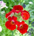 rot Gartenblumen Kap Juwelen, Nemesia Foto, Anbau und Beschreibung, Merkmale und wächst