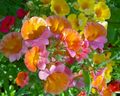 orange Gartenblumen Kap Juwelen, Nemesia Foto, Anbau und Beschreibung, Merkmale und wächst