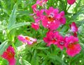 rosa Gartenblumen Kap Juwelen, Nemesia Foto, Anbau und Beschreibung, Merkmale und wächst