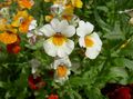 weiß Gartenblumen Kap Juwelen, Nemesia Foto, Anbau und Beschreibung, Merkmale und wächst