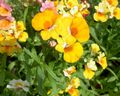 gelb Gartenblumen Kap Juwelen, Nemesia Foto, Anbau und Beschreibung, Merkmale und wächst