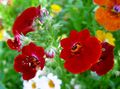 burgundy Garden Flowers Cape Jewels, Nemesia Photo, cultivation and description, characteristics and growing