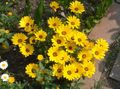 gul Have Blomster Cape Morgenfrue, African Daisy, Dimorphotheca Foto, dyrkning og beskrivelse, egenskaber og voksende