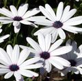 hvid Have Blomster Cape Morgenfrue, African Daisy, Dimorphotheca Foto, dyrkning og beskrivelse, egenskaber og voksende