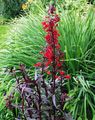 red Cardinal flower, Mexican lobelia, Lobelia fulgens Photo, cultivation and description, characteristics and growing