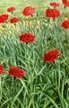red Garden Flowers Carnation, Dianthus caryophyllus Photo, cultivation and description, characteristics and growing