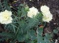 white Garden Flowers Carnation, Dianthus caryophyllus Photo, cultivation and description, characteristics and growing
