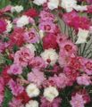 pink Garden Flowers Carnation, Dianthus caryophyllus Photo, cultivation and description, characteristics and growing