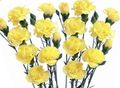 yellow Garden Flowers Carnation, Dianthus caryophyllus Photo, cultivation and description, characteristics and growing