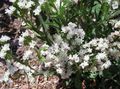 hvid Have Blomster Carolina Sea Lavendel, Limonium Foto, dyrkning og beskrivelse, egenskaber og voksende