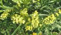 gul Have Blomster Carolina Sea Lavendel, Limonium Foto, dyrkning og beskrivelse, egenskaber og voksende