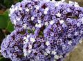 lyseblå Have Blomster Carolina Sea Lavendel, Limonium Foto, dyrkning og beskrivelse, egenskaber og voksende