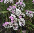 pink Have Blomster Carolina Sea Lavendel, Limonium Foto, dyrkning og beskrivelse, egenskaber og voksende