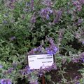 purple Garden Flowers Cat mint, Nepeta Photo, cultivation and description, characteristics and growing