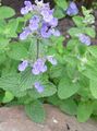 lilac Garden Flowers Cat mint, Nepeta Photo, cultivation and description, characteristics and growing