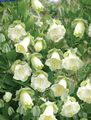 white Garden Flowers Cathedral Bells, Cup and saucer plant, Cup and saucer vine, Cobaea scandens Photo, cultivation and description, characteristics and growing