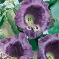 purple Garden Flowers Cathedral Bells, Cup and saucer plant, Cup and saucer vine, Cobaea scandens Photo, cultivation and description, characteristics and growing
