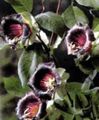 burgundy Garden Flowers Cathedral Bells, Cup and saucer plant, Cup and saucer vine, Cobaea scandens Photo, cultivation and description, characteristics and growing