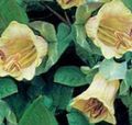yellow Garden Flowers Cathedral Bells, Cup and saucer plant, Cup and saucer vine, Cobaea scandens Photo, cultivation and description, characteristics and growing