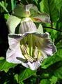 lilac Garden Flowers Cathedral Bells, Cup and saucer plant, Cup and saucer vine, Cobaea scandens Photo, cultivation and description, characteristics and growing