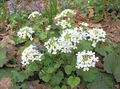 white Garden Flowers Caucasian Penny Cress, Pachyphragma macrophyllum, Thlaspi macrophyllum Photo, cultivation and description, characteristics and growing