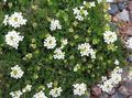 branco Flores do Jardim Chamois Agrião, Hutchinsia alpina foto, cultivo e descrição, características e crescente