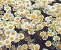white Garden Flowers Chamomile Lawn, Roman Chamomile, Anthemis nobile, Chamaemelum nobile Photo, cultivation and description, characteristics and growing