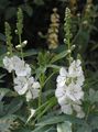 white Garden Flowers Checkerbloom, Miniature Hollyhock, Prairie Mallow, Checker Mallow, Sidalcea Photo, cultivation and description, characteristics and growing
