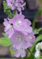 lilac Garden Flowers Checkerbloom, Miniature Hollyhock, Prairie Mallow, Checker Mallow, Sidalcea Photo, cultivation and description, characteristics and growing