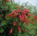 rood Chileense Glorie Bloem, Eccremocarpus scaber foto, teelt en beschrijving, karakteristieken en groeiend