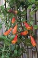 oranje Chileense Glorie Bloem, Eccremocarpus scaber foto, teelt en beschrijving, karakteristieken en groeiend
