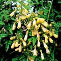 geel Chileense Glorie Bloem, Eccremocarpus scaber foto, teelt en beschrijving, karakteristieken en groeiend