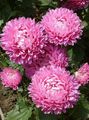 pink Garden Flowers China Aster, Callistephus chinensis Photo, cultivation and description, characteristics and growing