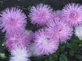 lilac Garden Flowers China Aster, Callistephus chinensis Photo, cultivation and description, characteristics and growing