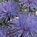 plava Vrtne Cvjetovi Kina Astra, Callistephus chinensis Foto, uzgajanje i opis, karakteristike i uzgoj