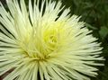 yellow Garden Flowers China Aster, Callistephus chinensis Photo, cultivation and description, characteristics and growing