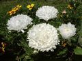 bijela Vrtne Cvjetovi Kina Astra, Callistephus chinensis Foto, uzgajanje i opis, karakteristike i uzgoj