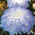 light blue Garden Flowers China Aster, Callistephus chinensis Photo, cultivation and description, characteristics and growing