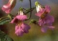 ピンク 庭の花 中国ジギタリス, Rehmannia フォト, 栽培 と 説明, 特性 と 成長