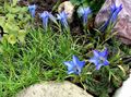 light blue Garden Flowers Chinese Gentian, Gentiana  sino-ornata Photo, cultivation and description, characteristics and growing