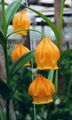 Photo Chinese Lantern Lily, Christmas Bells description, characteristics and growing