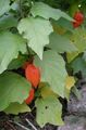 πορτοκάλι Λουλούδια κήπου Κινέζικο Φυτό Φανάρι, Έδαφος Φράουλα Κεράσι, Physalis franchetii, Physalis alkekengi φωτογραφία, καλλιέργεια και περιγραφή, χαρακτηριστικά και φυτοκομεία