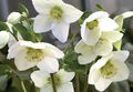 white Garden Flowers Christmas Rose, Lenten Rose, Helleborus Photo, cultivation and description, characteristics and growing