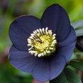 black Garden Flowers Christmas Rose, Lenten Rose, Helleborus Photo, cultivation and description, characteristics and growing