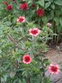 pink Garden Flowers Cinquefoil, Potentilla Photo, cultivation and description, characteristics and growing
