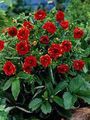 red Garden Flowers Cinquefoil, Potentilla Photo, cultivation and description, characteristics and growing